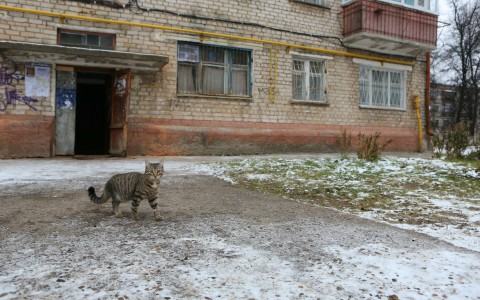 Возмущенные владимирские роженицы выжили кошку из перинатального центра