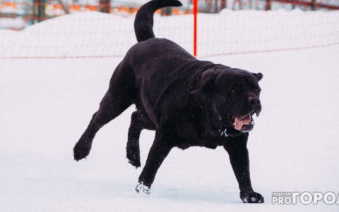 В Загородном выявлен случай заболевания бешенством