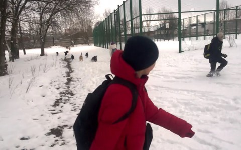 Стая собак оккупировала территорию владимирской школы