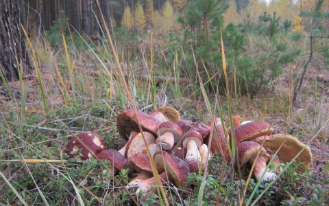Светлана Орлова предложила ввести налог на сбор грибов и ягод