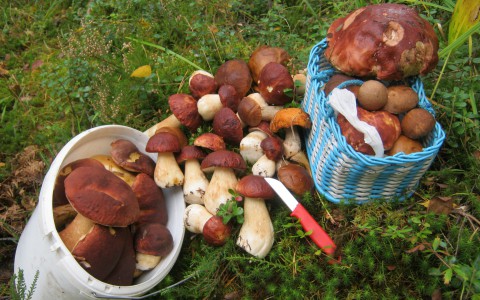 Минсельхоз России не поддержал инициативу налога на грибы и ягоды