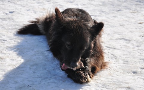 Холод собачий: жестокие владимирские хозяева держат своего пса на улице