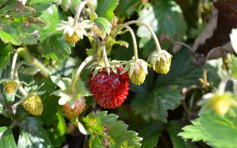 В "Белом доме" сообщили, что налога на грибы и ягоды не будет