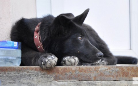 Жители Заклязьменского требуют начать отстрел бездомных животных