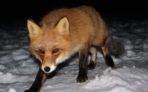 На жительницу Владимирской области напала бешеная лиса