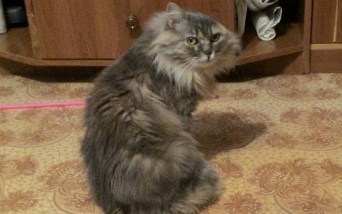 Во Владимире неизвестные оторвали кошке лапу и ухо