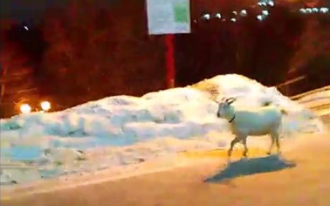 Ночью у Белого дома гуляет коза и кидается на владимирцев