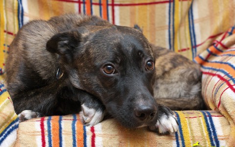 Во Владимире жестоко покалечили маленького беззащитного щенка