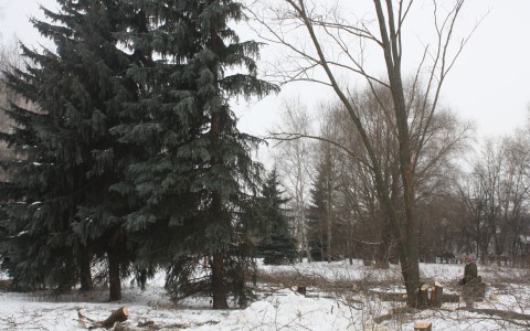 У Арт-Дворца спилили редкие голубые ели в угоду застройщику