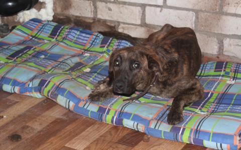 Равнодушный владимирец сбил собаку и оставил умирать