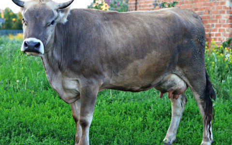 Ферму в Судогодском районе оштрафовали за ряд нарушений