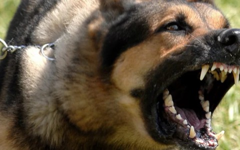 Новости России: бойцовская собака загрызла лежавшего в коляске ребенка