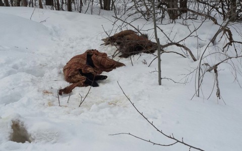 На обочине дороги в Юрьевце разбросаны трупы животных