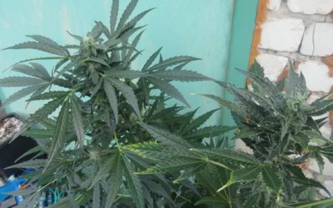 Кольчугинец превратил свою контору в целую плантацию конопли