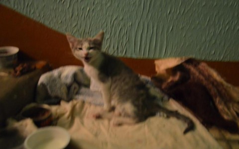 В Добром в подъезд подбросили котенка со сломанным позвоночником