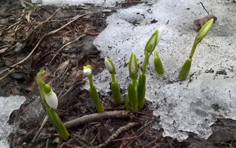 Весна близко: во Владимире расцвели первые подснежники