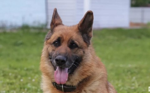 В Кольчугино грабителя задержали благодаря овчарке Викингу