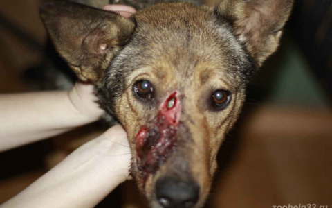 Во Владимире собака с пулевым ранением пришла за помощью на заправку