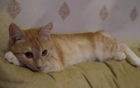 Новый конкурс у нас на портале - "Мартовские котики"