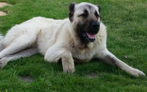 Мощный охранник и верный друг. Бывает ли такое?