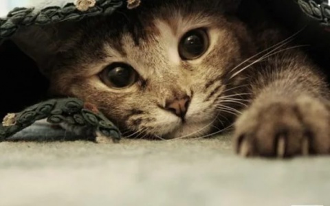 Запускаем голосование в конкурсе "Мартовские котики"