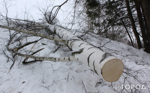 Глава Петушков понесет наказание за то, что на местного жители упало дерево