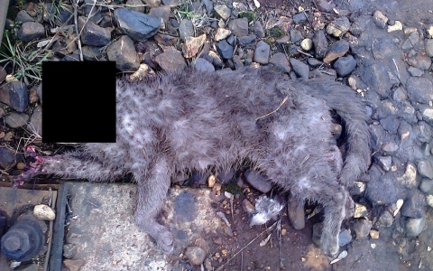 В Юрьев-Польском неизвестные обезглавливают кошек