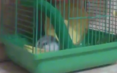 Владимирский хомяк научился требовать еду необычным способом (видео)
