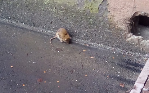 Что расстроило владимирцев в эти выходные: неубранные ветки и мышь на улице