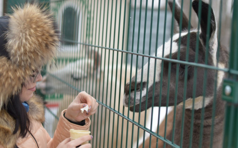 Владимирцы отметят Международный день цирка митингом "Мы за цирк без животных"