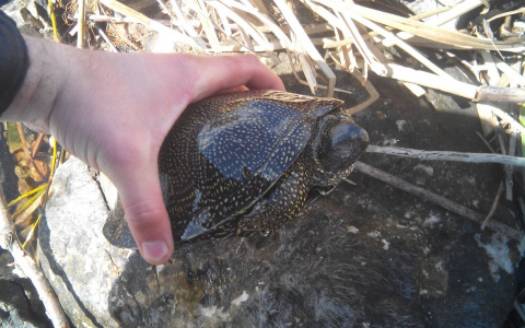 По Владимиру свободно разгуливают экзотические твари