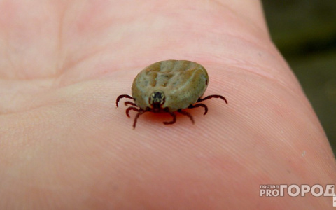 Народные средства борьбы с клещами: отправляясь в лес, используйте валериановый одеколон