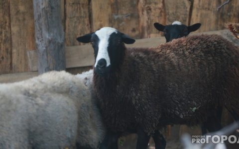Во Владимире с виновника смертельного ДТП потребовали возместить стоимость баранов, необходимых для поминальных обрядов