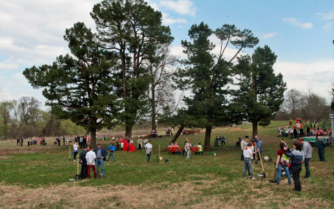 Во Владимирской области возрождают кедровую аллею князей Вяземских