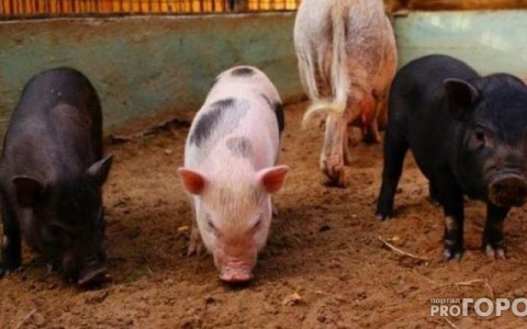 Во Владимирской области вновь зафиксирована вспышка африканской чумы свиней