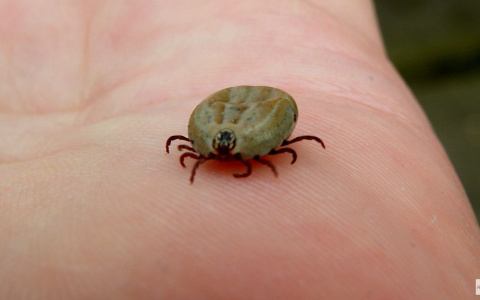 Во Владимире выявлен случай укуса человека энцефалитным клещем