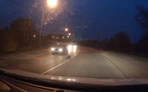 Наглый бобер спровоцировал ДТП под Суздалем