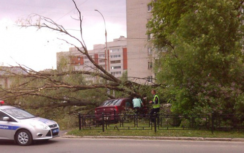 У "аквариума" сильным ветром повалило дерево
