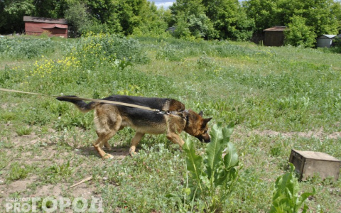 Кинолог из Владимирской области стала второй на  Всероссийском конкурсе