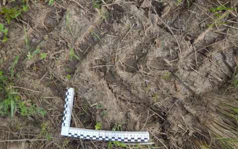 В Кольчугинском районе преступника поймали благодаря следам от шин и обуви