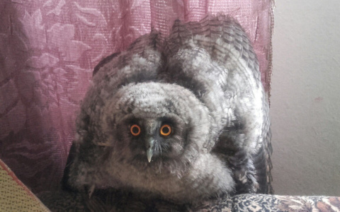 Владимирцы приютили у себя травмированного филина