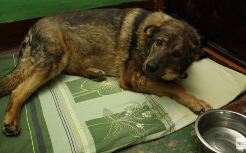 Жителям дома на Безыменского докучает собачий вой