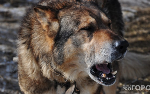 Во Владимирской области выявлены 15 случаев бешенства животных