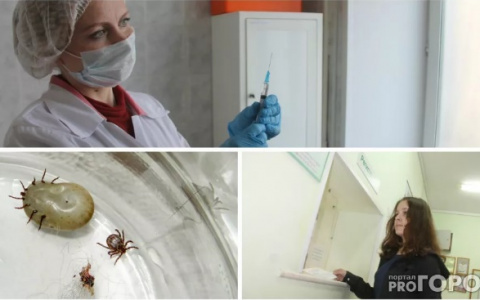 Более 700 жителей Владимирской области стали жертвами клещей в этом году