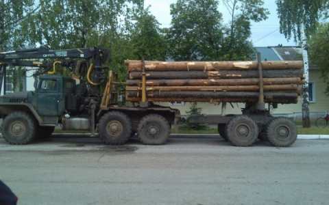 Житель Судогодского района попался на незаконной рубке леса