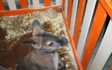 Владимирцы переживают за жизнь и здоровье кенгуру, проживающего в местном зоопарке