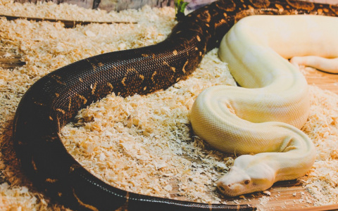 Лайфхак: как отличить ужа от гадюки