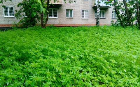 В центре Владимира найдена плантация конопли