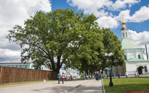 Владимирский черешчатый дуб внесен в национальный реестр уникальных, старовозрастных деревьев