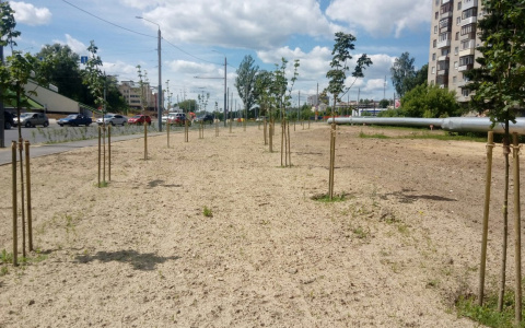 Горожанка: "Вдоль Лыбедской магистрали газоны покрасили зеленой краской"